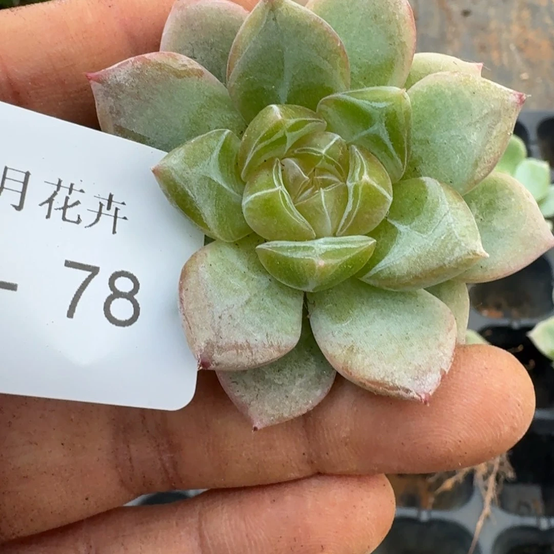 多肉杂交一物一拍23-78