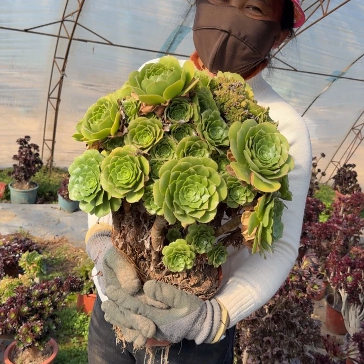 九****妃292绿羊绒缀化老桩