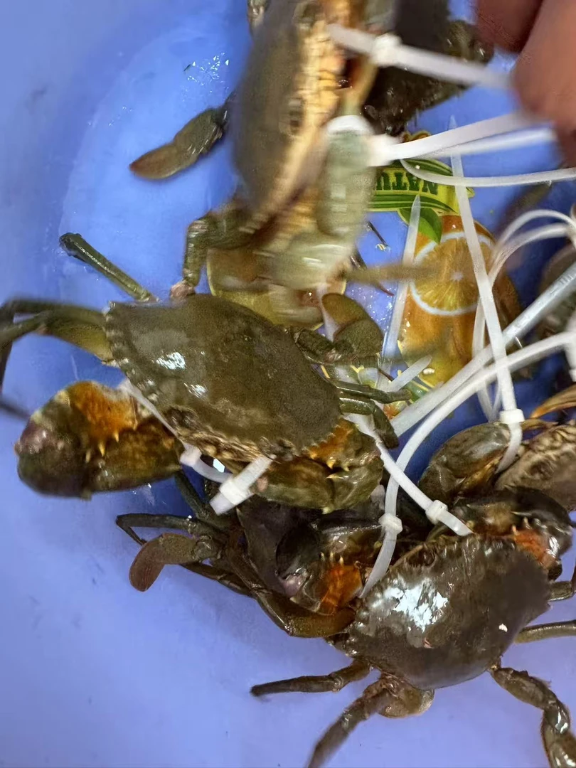 活抓哆头野生螃蟹