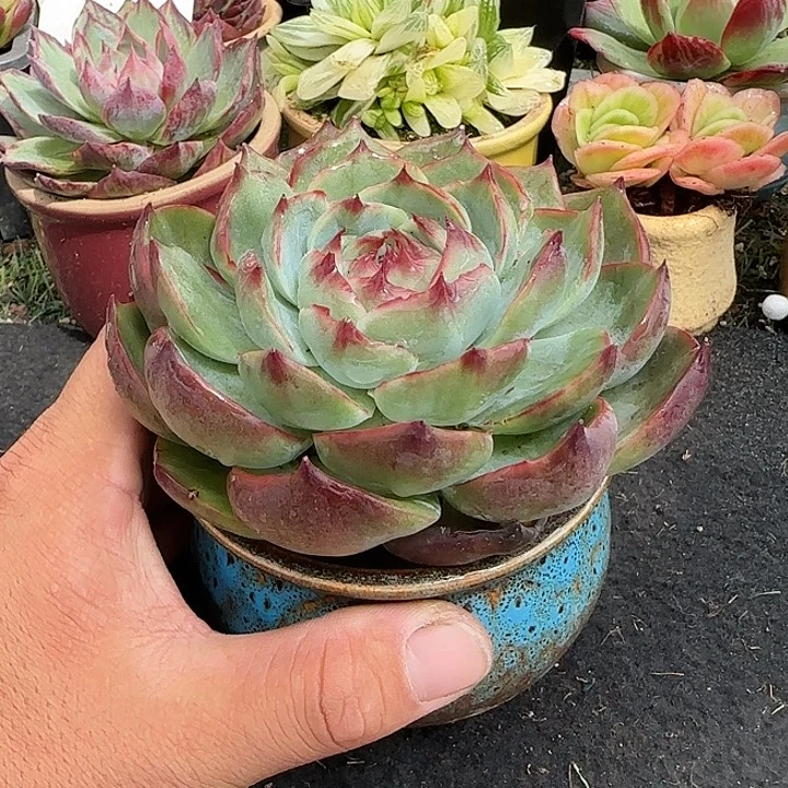 惊鸿一物一拍包装收缩花旱