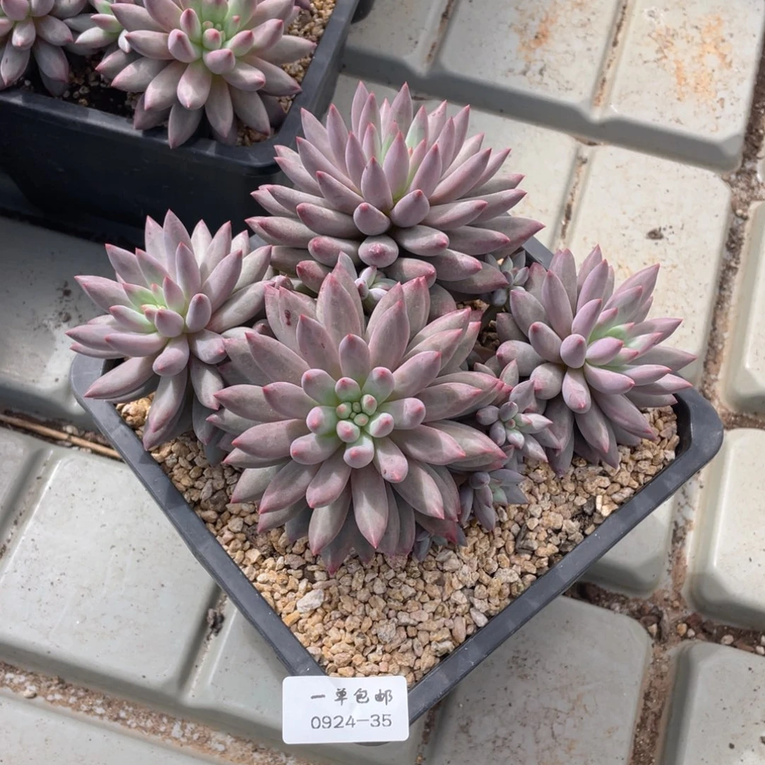 0624-35-老虞，，，，，，，