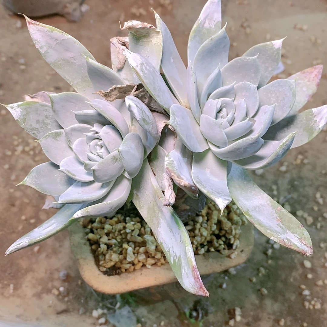 【闪购商品】哈哈哈哈安东尼雪山多肉1539