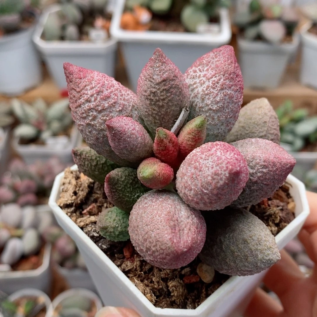 腹部水泡多肉植物