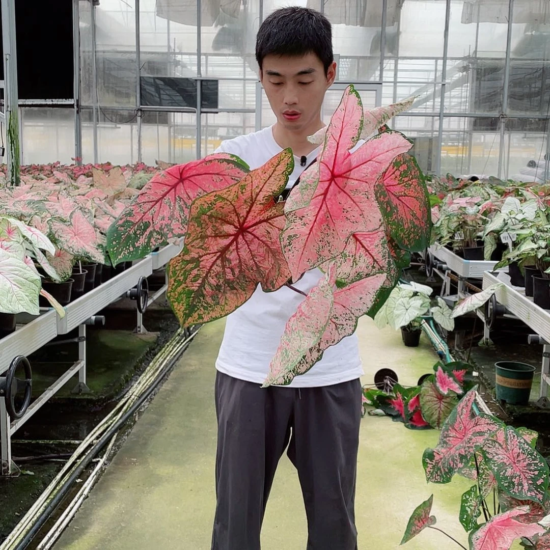 无花朵12号8公分消防员