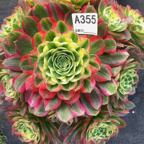 A****?海王355脱土发货