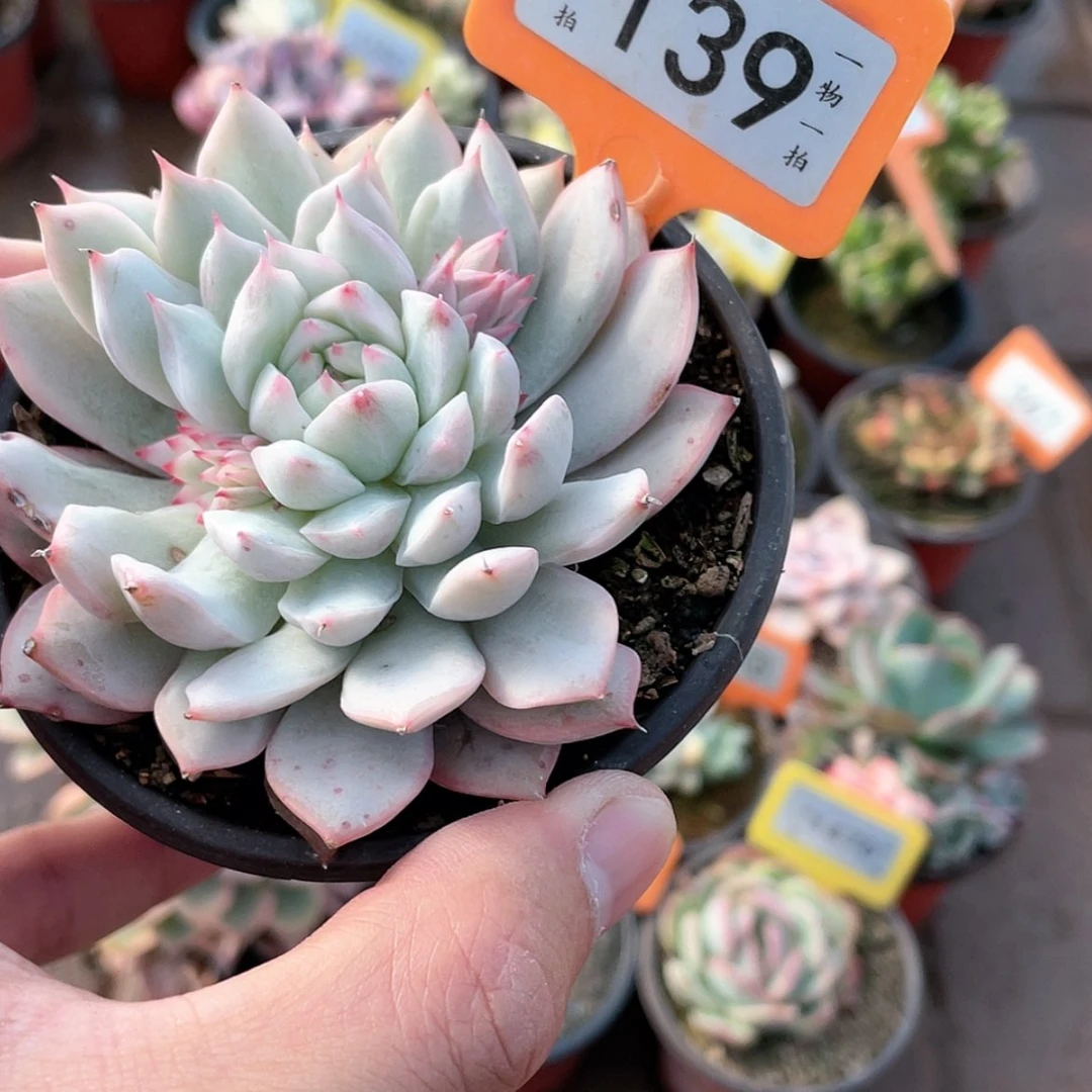 【闪购商品】139TP锦