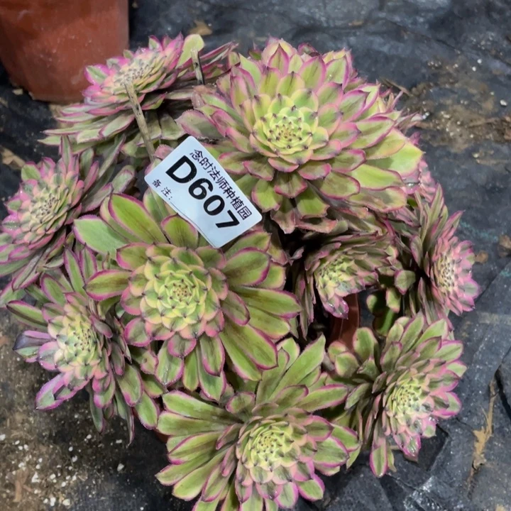 607糖果111111多肉