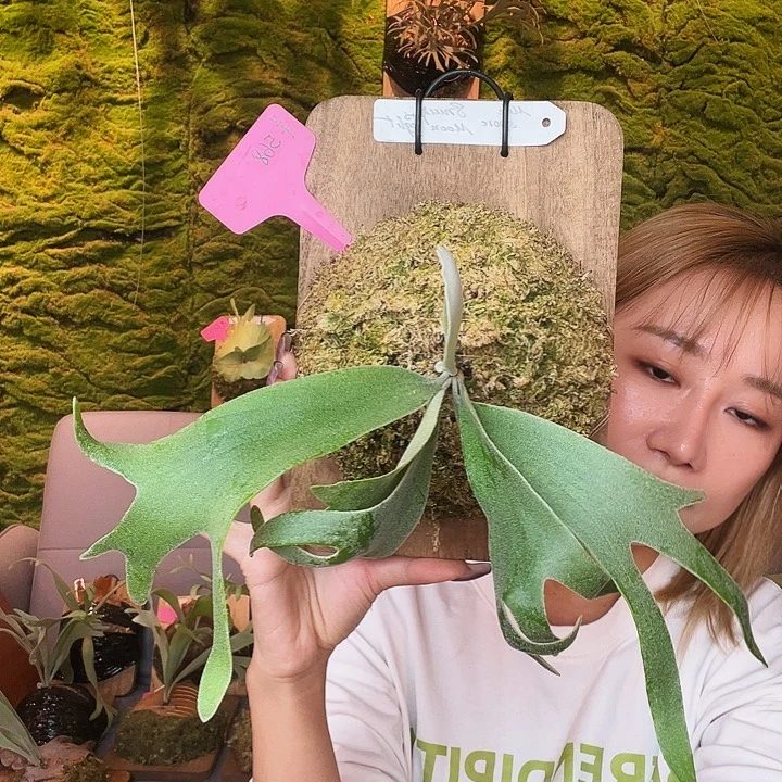 完全开放pn 蓝色小精灵x月光