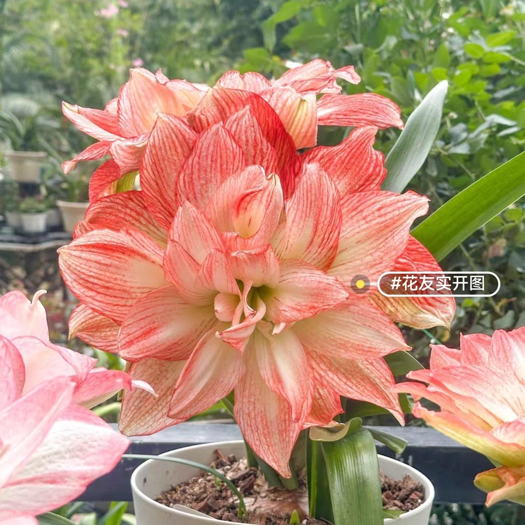 【群芳谱】朱顶红包对版不包养护