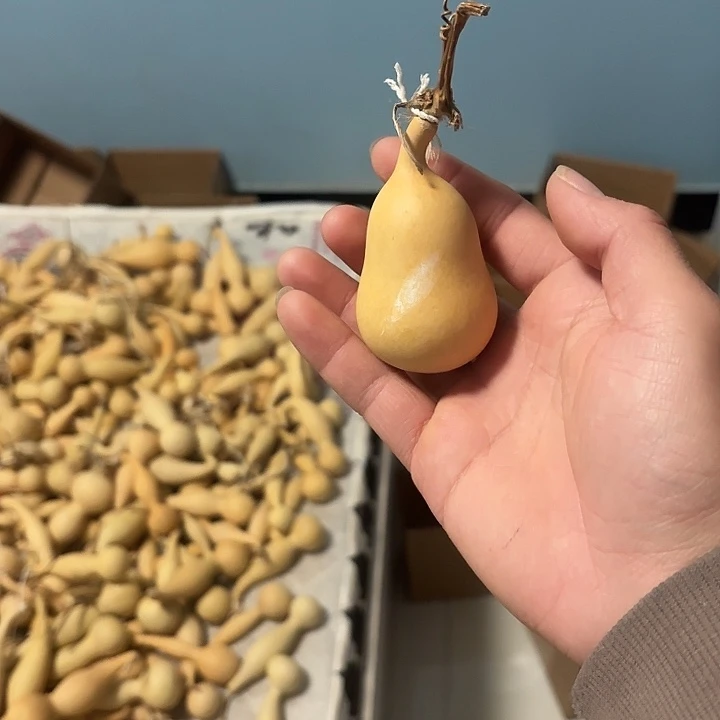 云***州木小胖天津嘴葫芦