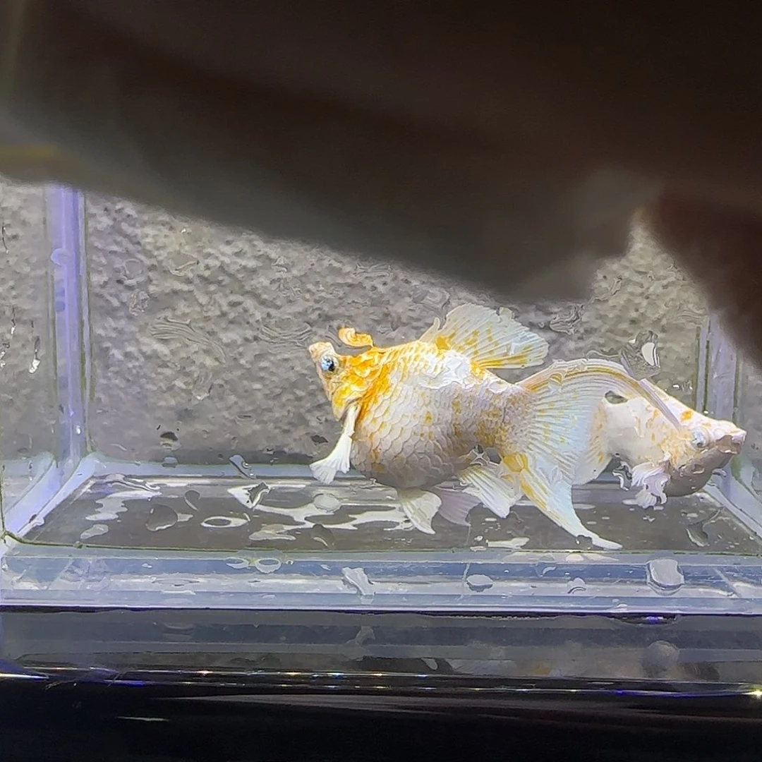 孔雀鱼樱花玛丽。85号