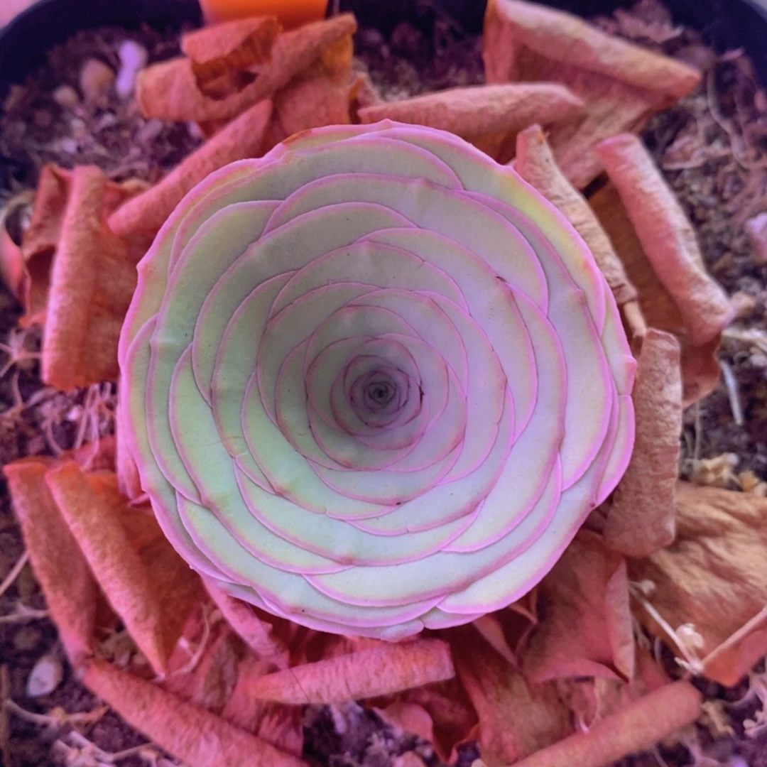 220雪霁 一物一拍