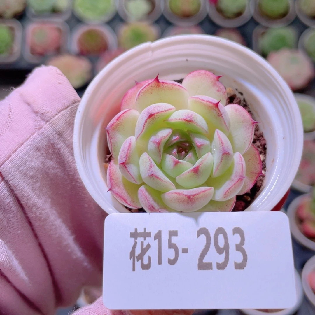 花利美15-293女王玫瑰
