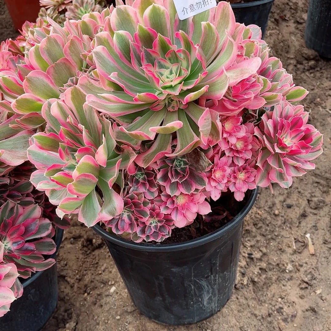 无花朵多肉植物411