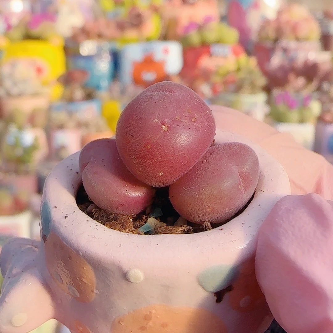 L 福利小毛翠 盆口2cm 微瑕