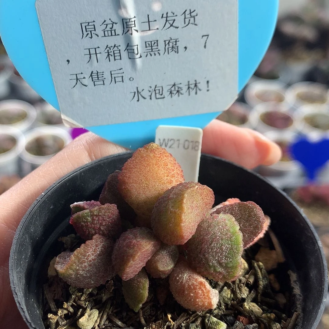 L019– 多肉水泡专拍