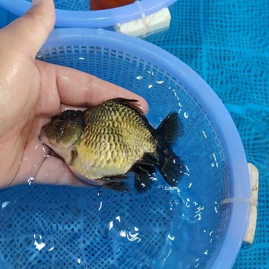 22泰狮精品亚成青皮百褶尾玛丽送一只兔子京东顺丰包邮