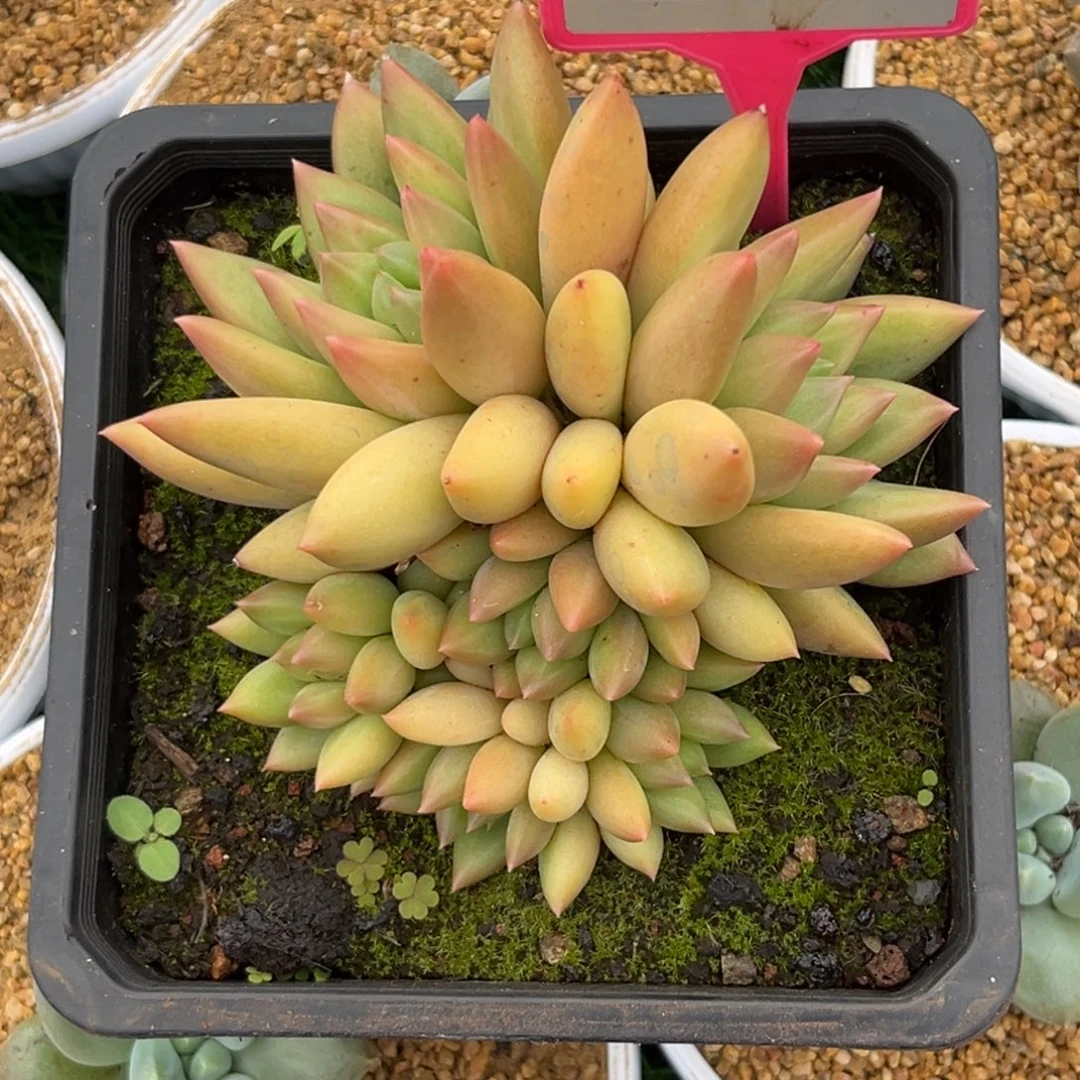 多肉植物米其林群277