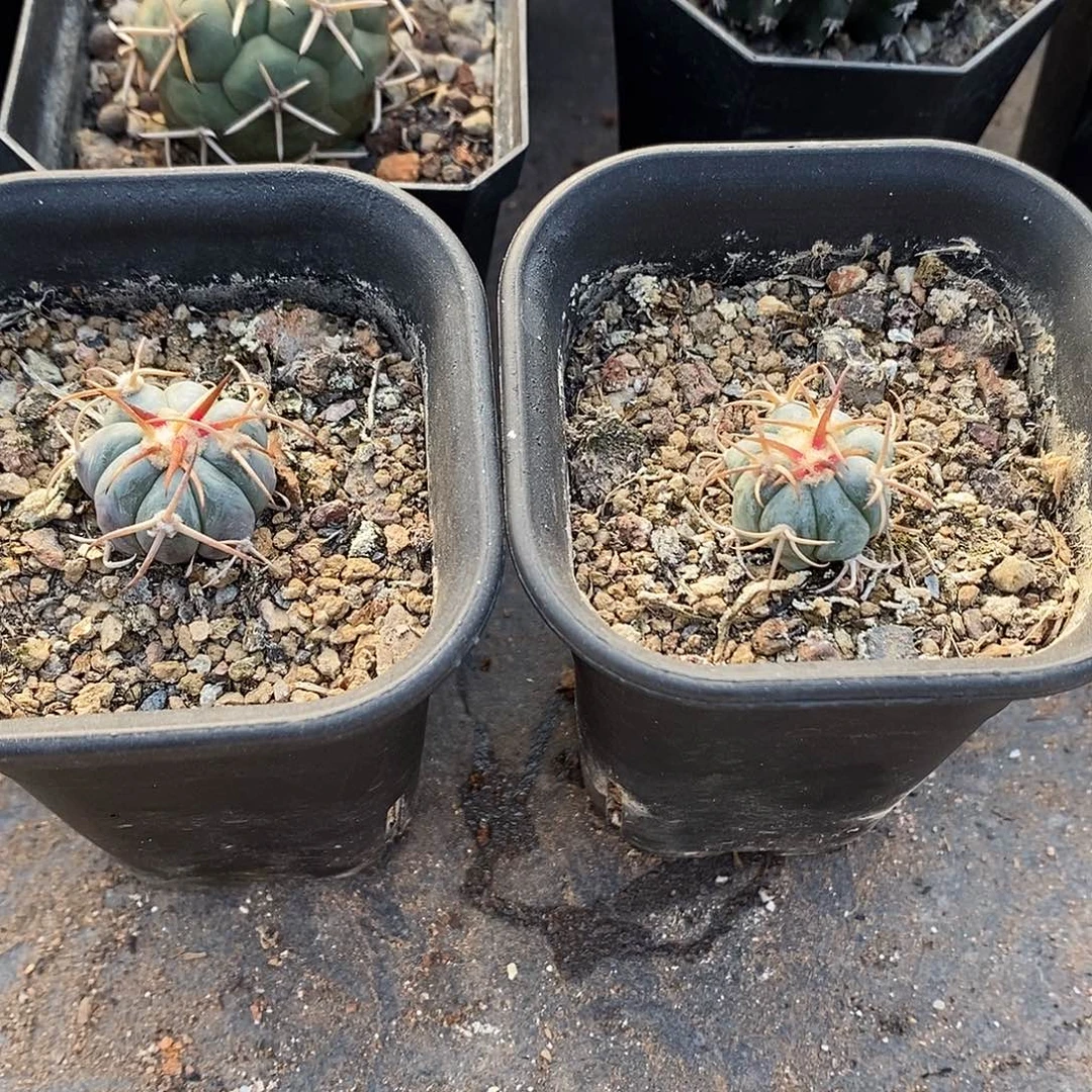 ****成实生  平丸2颗2公分左右一物一拍