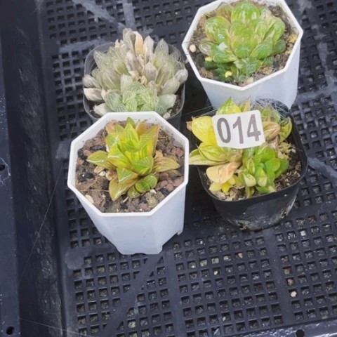 014雨露锦一物一图如图