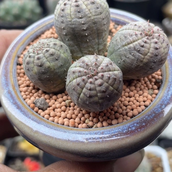 自根布纹球群脱土发