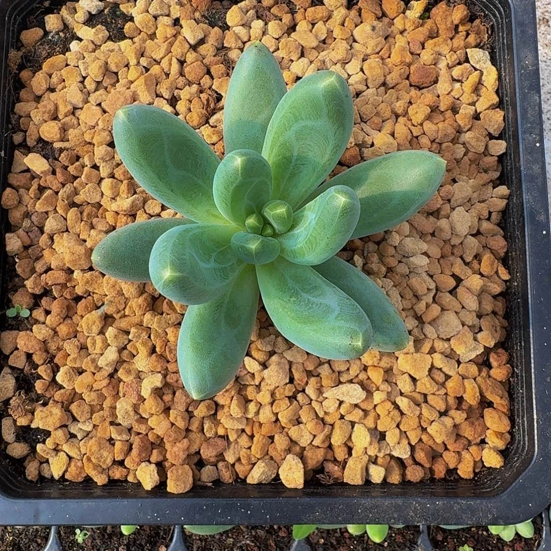 迷雾深林 一物一拍