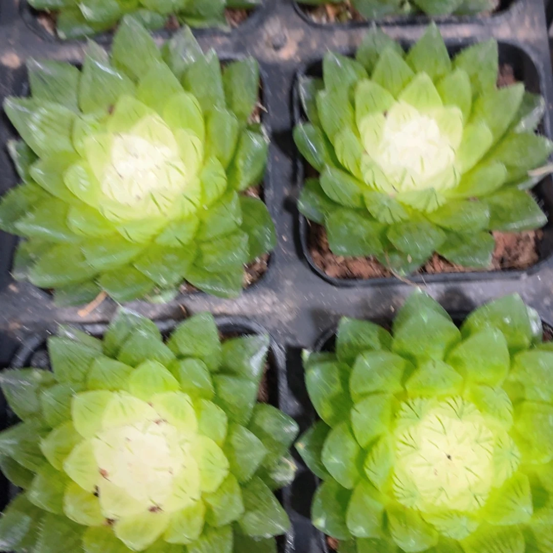 宝莲灯玉露多肉9.9包邮发货