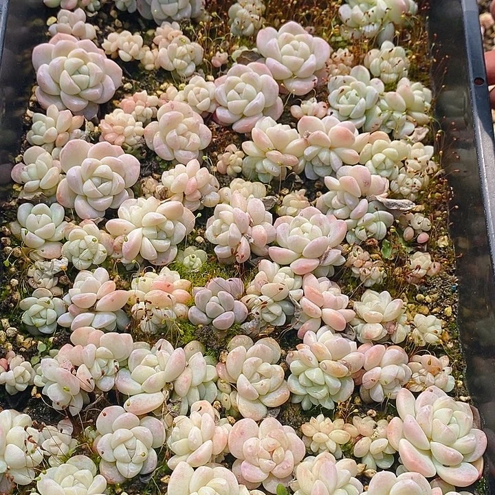 83 多肉植物盆栽花卉植物