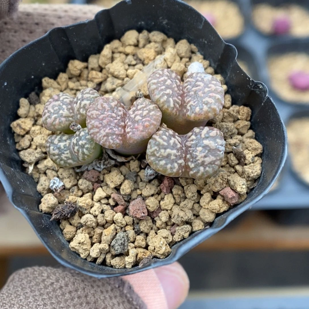 多肉植物肉锥杂交K-3467