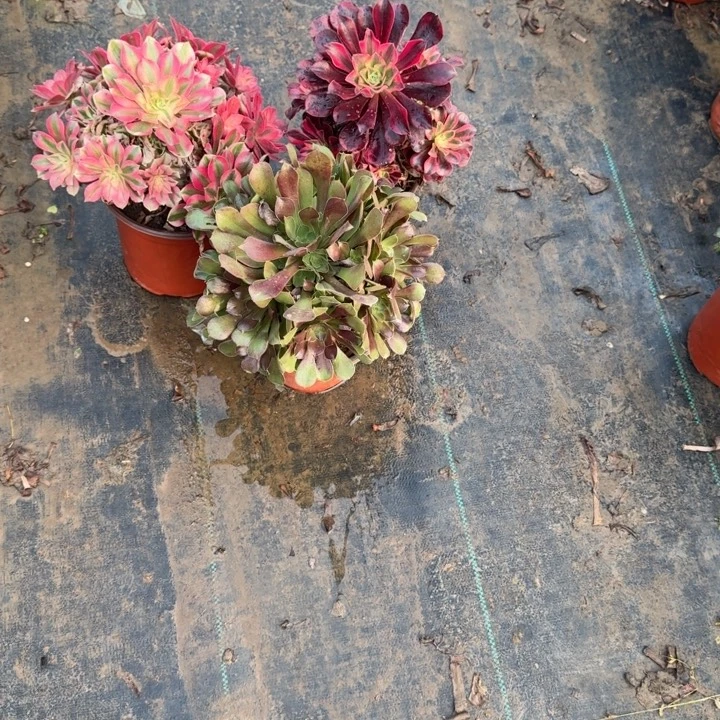 一单包邮不包侧枝89