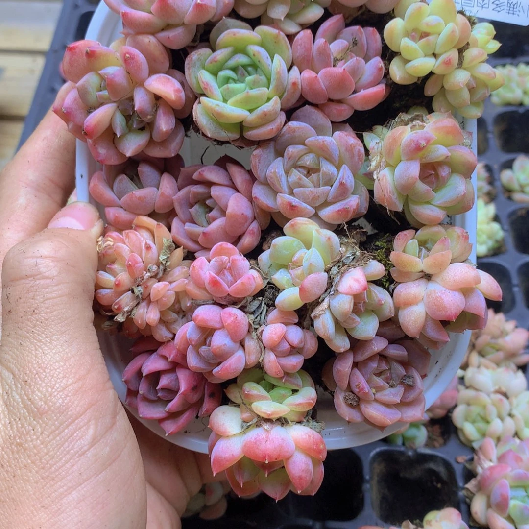 我要去看你了啊我的004