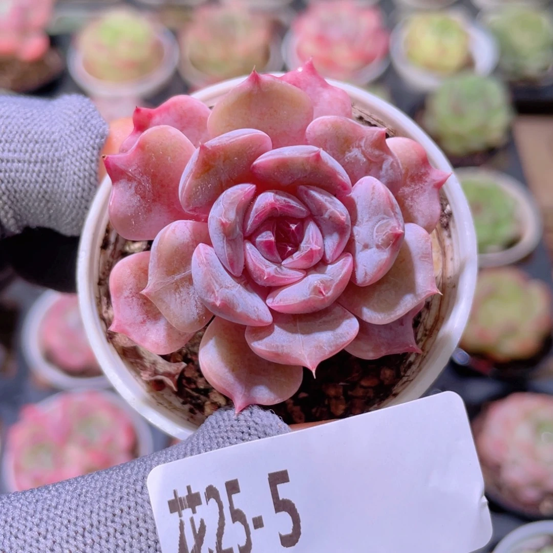 花利美25-5夜莺
