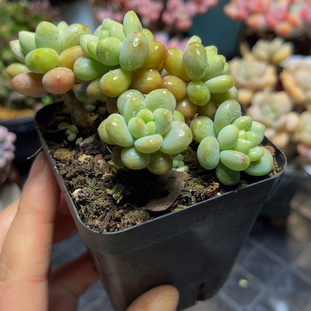 1284洛可可9厘米多肉