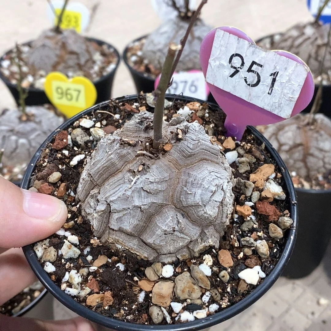 南非龟甲龙龟甲龙