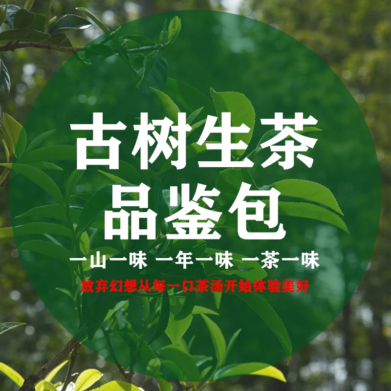 先品鉴再复购真金不怕火炼好茶不怕品鉴普洱古树生茶喝到满意为止