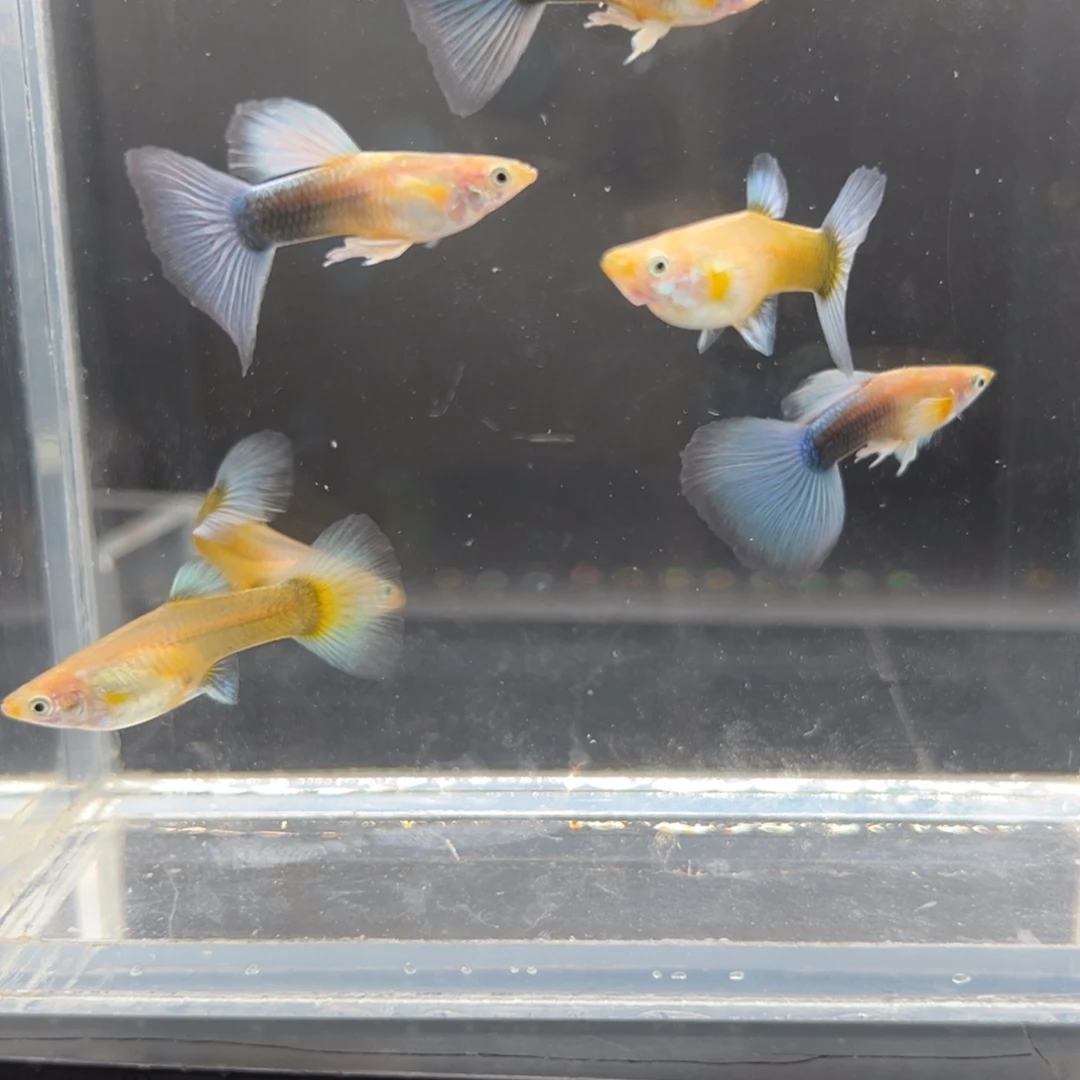 孔雀鱼黄化蓝礼服飞船3对