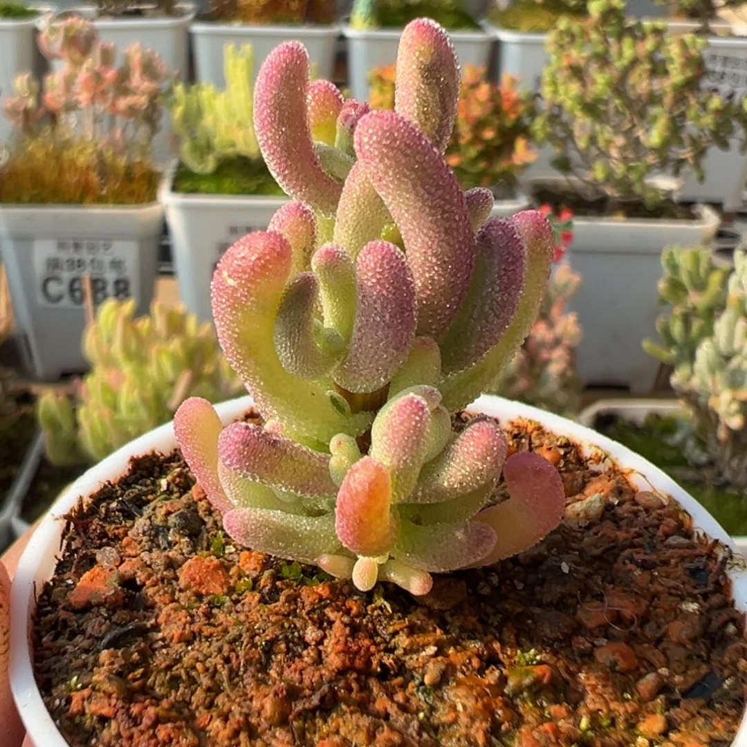 28-708紫闪光五圆盆一物一拍