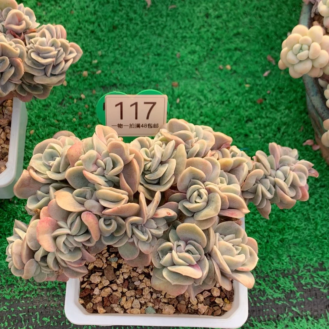 可爱玫瑰朵朵树开播福利117