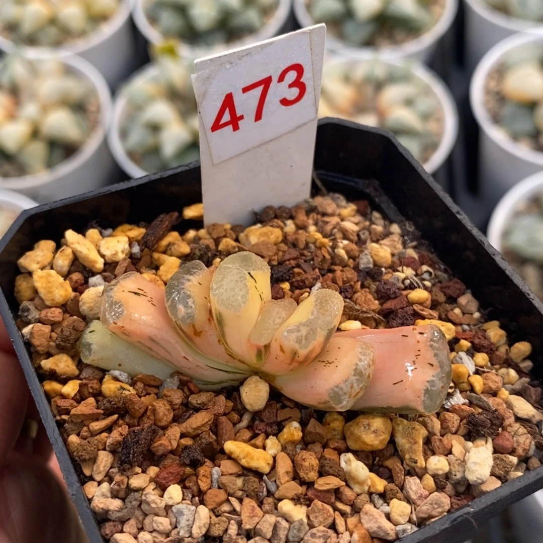 473浮躁玉扇十二卷多肉植物