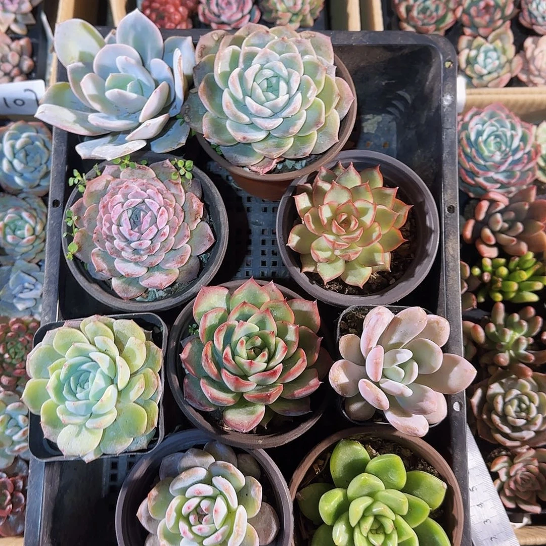 多肉植物带盆发货