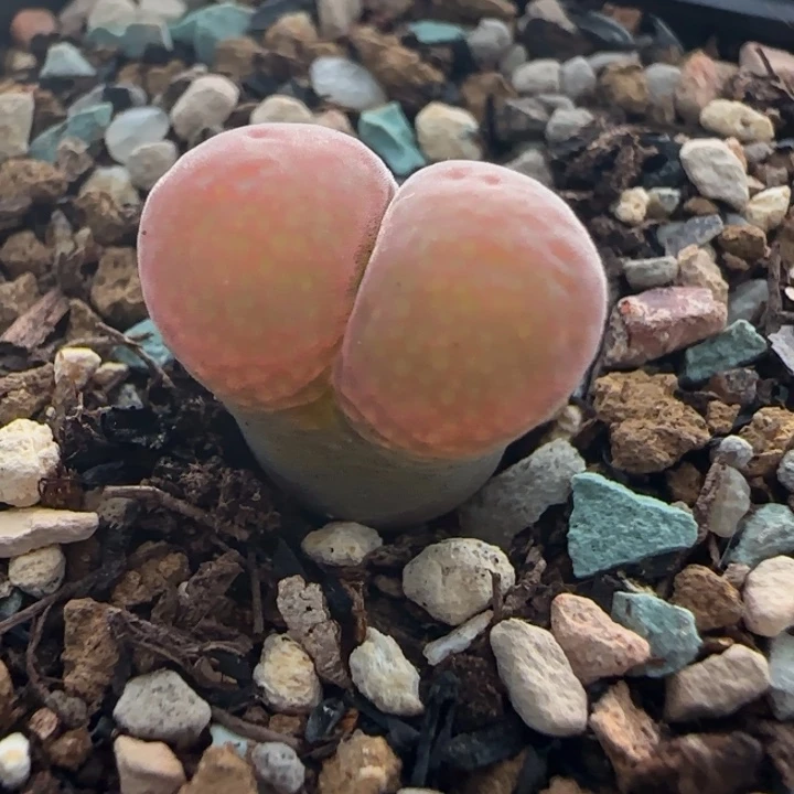 多肉植物CM10一颗1号