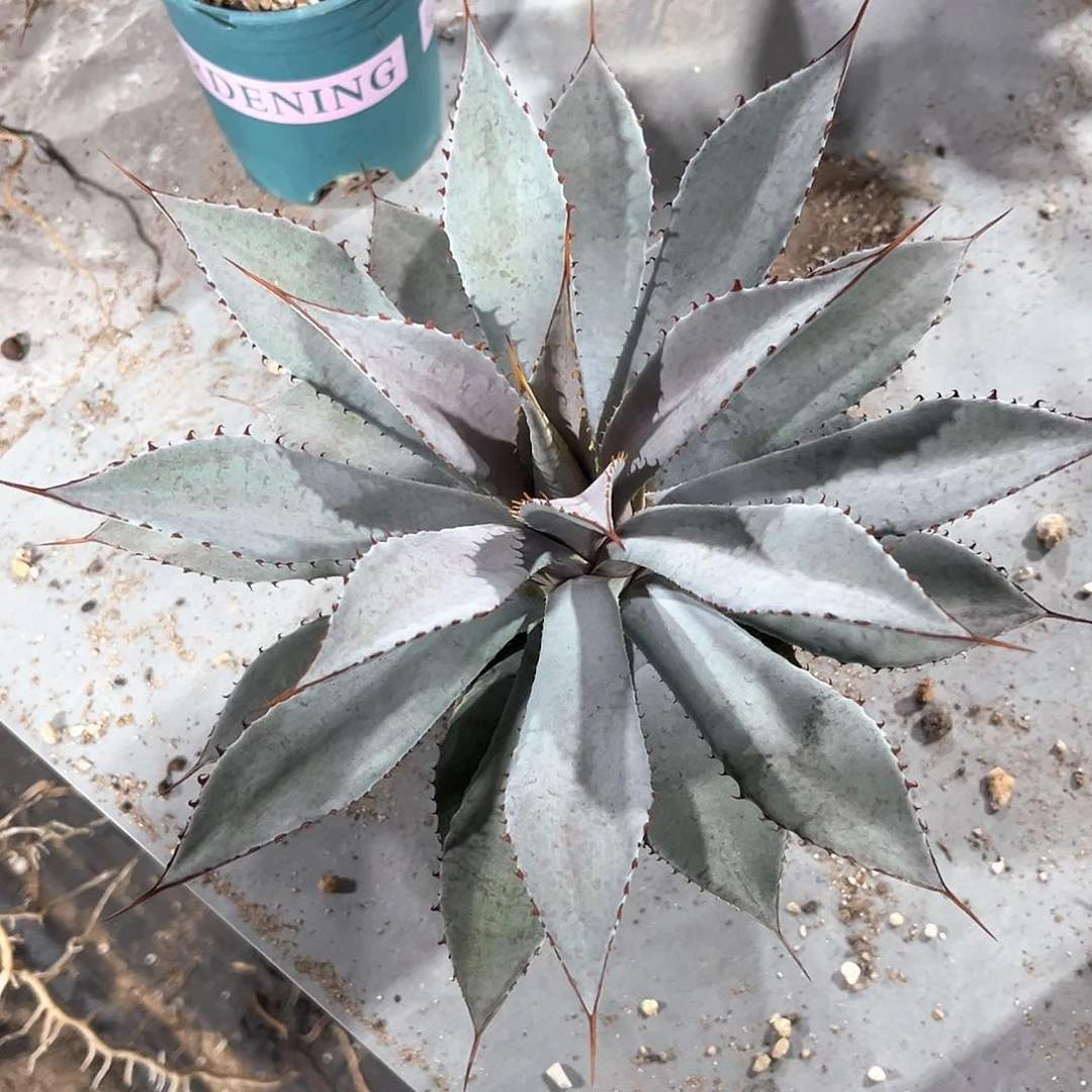 3***4龙舌兰血雨杂交50