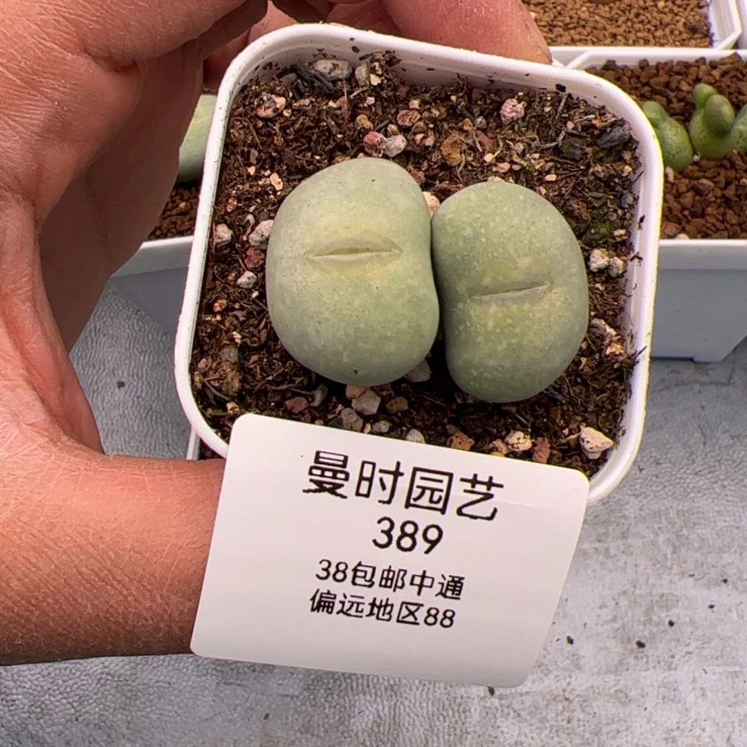 小*姐2.9嘟嘟嘴多肉植物389