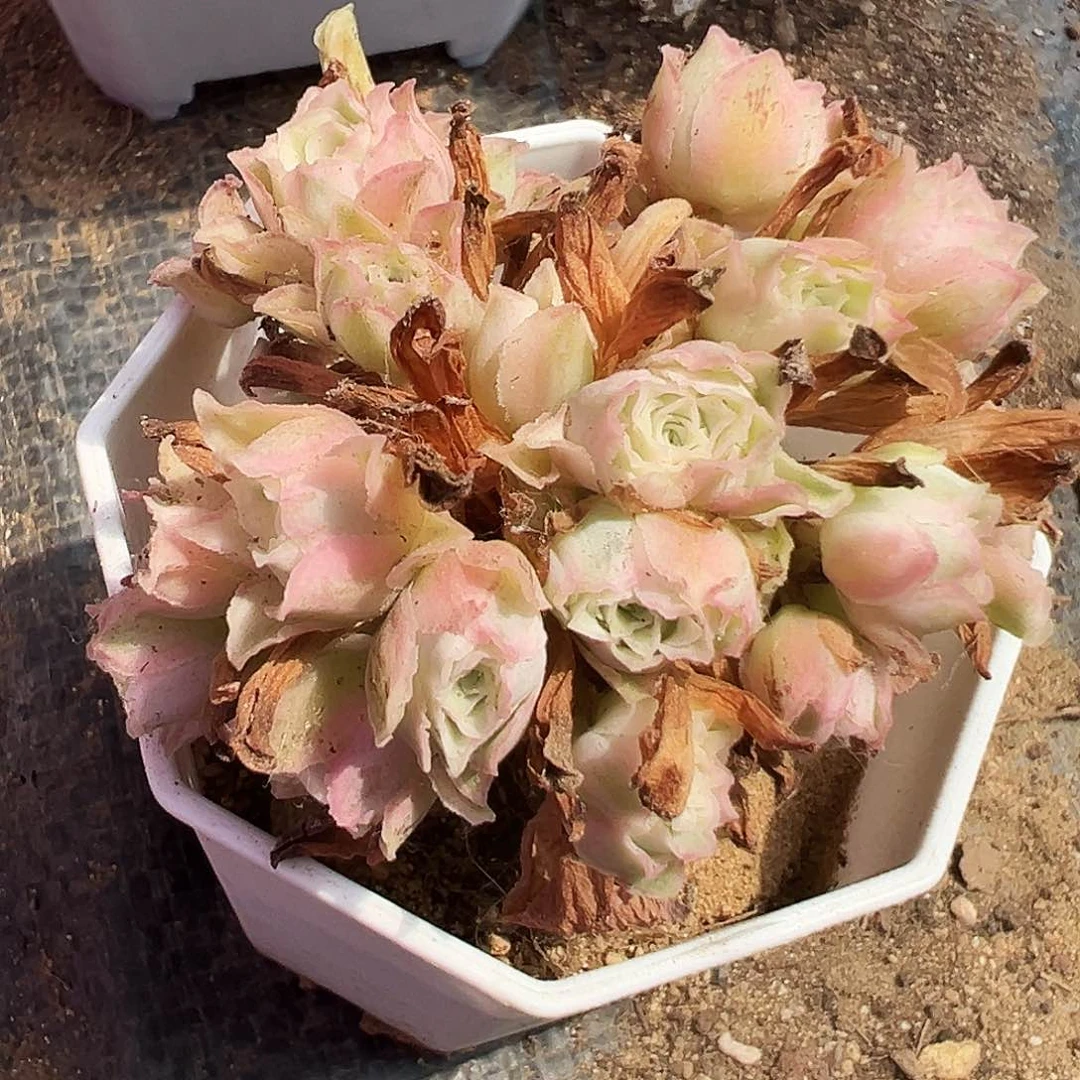 山地玫瑰锦秋夕7月6日七宝福利款