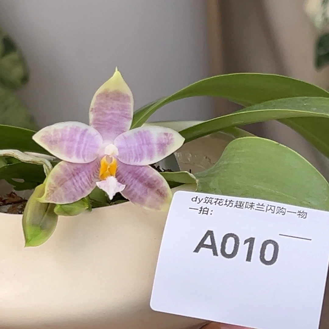 完全开放010号少根漏