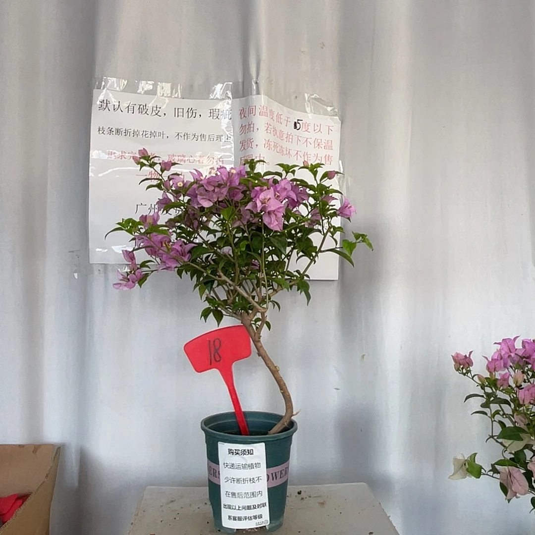 当前无花栽培后可以开花18巴西紫盆苗