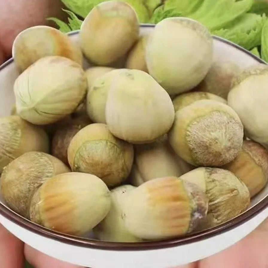 新鲜去皮水仁大榛子东北特产不带皮坚果手拨胡