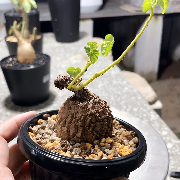 啊***嘞6666666666666666