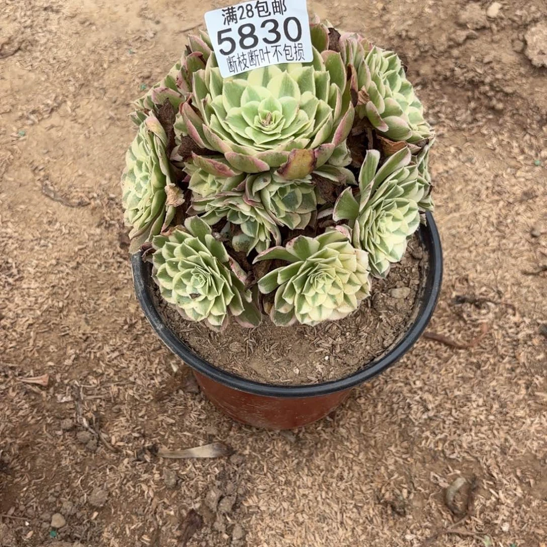 R. 5830孔雀翎多肉2233