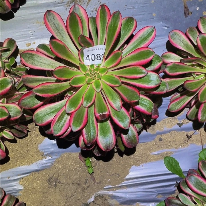 4089香奶奶多肉植物